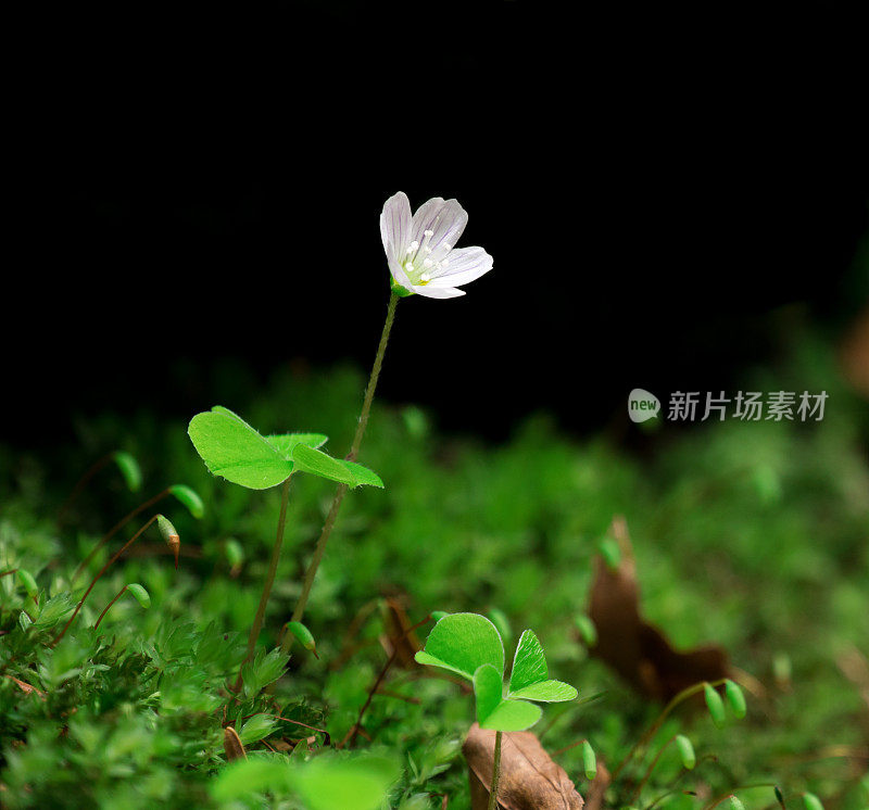 酢浆草(Oxalis acetosella)花。孤立在黑色背景上。